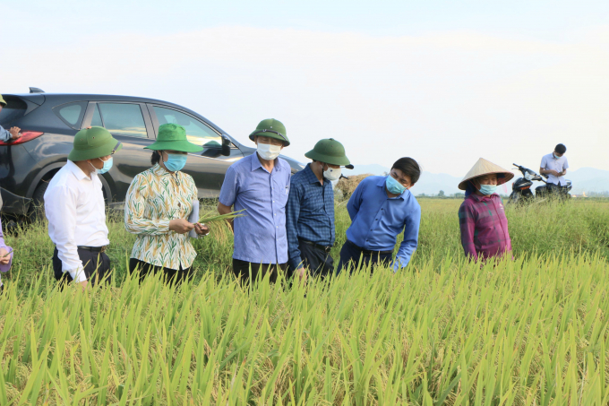 Mô hình sản xuất cánh đồng lớn liên kết với Công ty CP giống cây trồng Hà Tĩnh tại huyện Cẩm Xuyên đem lại hiệu quả kinh tế cao hơn 15% cho bà con nông dân. Ảnh: Gia Hưng.