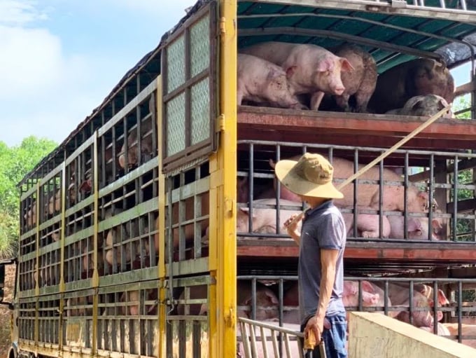 Vừa cung ứng lợn thương phẩm cho thị trường trong và ngoài tỉnh. Ảnh: GH.