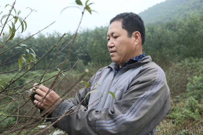 Vừa thoăn thoắt hai bàn tay chai sạn tuốt lá, anh Hồ Sỹ Ánh, thôn Kim Sơn, xã Lưu Vĩnh Sơn vừa nói: 'Thời tiết năm nay thuận lợi cho đào phát triển, hi vọng hoa nở đúng dịp tết, bán được giá'.