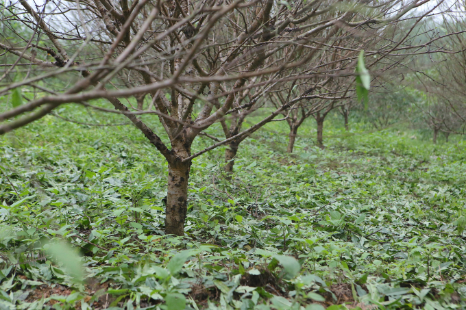 Thông thường người dân Lưu Vĩnh Sơn tiến hành tuốt lá từ khoảng 30 - 45 ngày tuỳ theo thời tiết. Hiện tại một số gốc đào lá tự rụng, số khác đang tuốt lá, một số búp đã hé nở