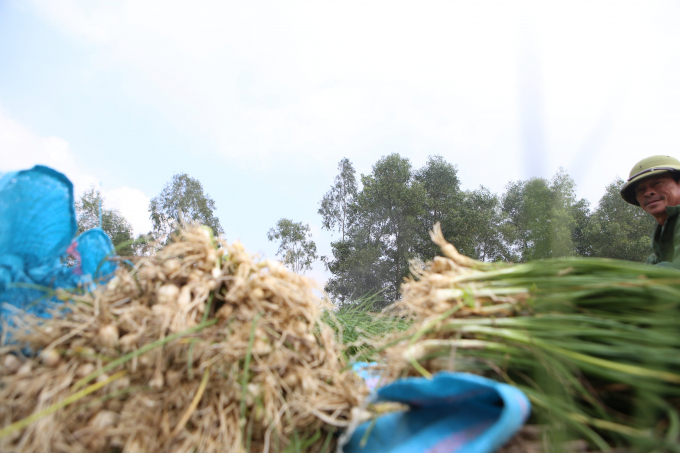 Với mục tiêu đưa cây hành tăm trở thành cây rau màu chủ lực trong phát triển nông nghiệp, xã Thiên Lộc đang tiếp tục vận động người dân mở rộng diện tích.