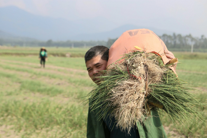 Những ngày này, người dân xã Thiên Lộc, huyện Can Lộc đang huy động hết nhân lực thu hoạch hành tăm phục vụ thị trường Tết.