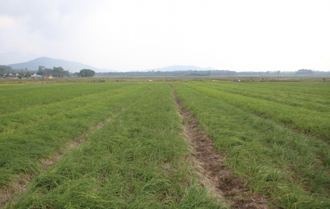 Hiện toàn xã Thiên Lộc có 9/10 thôn sản xuất hành tăm với diện tích khoảng 130 ha. Đây là địa phương trồng hành nhiều nhất tỉnh Hà Tĩnh.