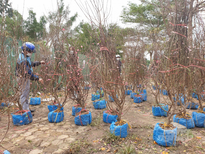 Năm nay ông Ngọ, ở xã Thạch Trung, TP Hà Tĩnh nhập về hơn 300 gốc đào Nhật Tân nhưng đến chiều 30 Tết gian hàng này vẫn còn hơn 50 gốc. Ông Ngọ đã rao bán đồng giá 300 ngàn đồng/gốc từ sáng hôm nay nhưng nhiều khách hàng hỏi xong vẫn quay lưng đi. 