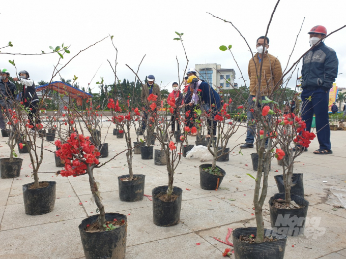 Các loài hoa để bàn là lựa chọn tối ưu của người dân Hà Tĩnh trong bối cảnh 'hầu bao' hạn chế.