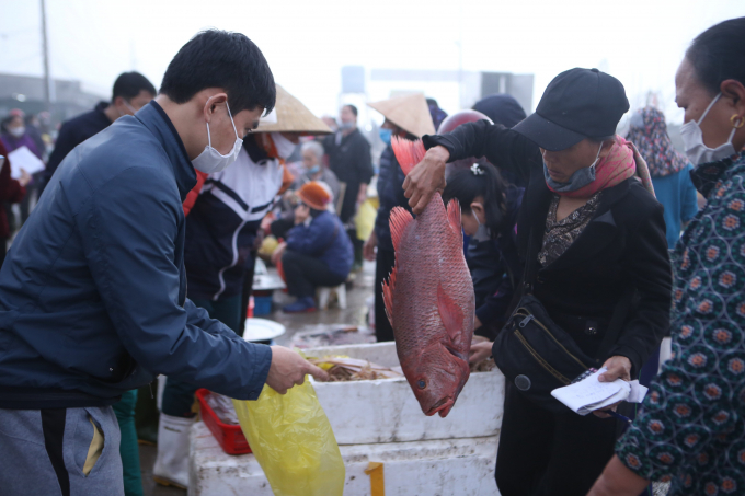 Nhiều người dân còn thức dậy từ 3 – 4 giờ sáng, vượt hàng chục cây số từ TP Hà Tĩnh, huyện Thạch Hà, Hương Sơn… xuống cảng cá Thạch Kim chọn cá.