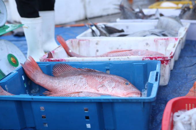 Các loại cá đặc sản như cá thu, cá chim, cá mú bán vào dịp Tết có giá cao hơn ngày thường từ 10 - 20%.