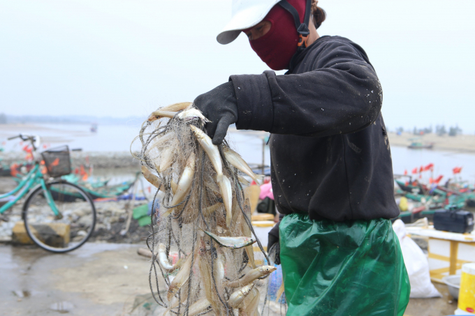 Bà con cho biết, mùa này chủ yếu đánh bắt cá trích, cá đục. Mỗi chuyến vươn khơi, đi về trong ngày có thể thu về từ 20 - 30kg cá/thuyền, có những thuyền trúng đậm hơn 1 tạ cá.