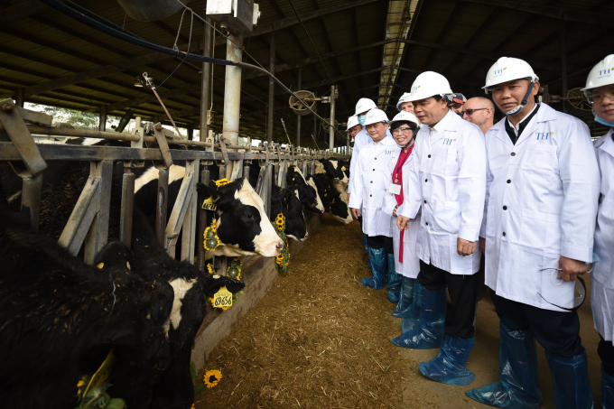 Bộ trưởng Nguyễn Xuân Cường thăm trang trại bò sữa của TH True Milk. Ảnh: Tùng Đinh.
