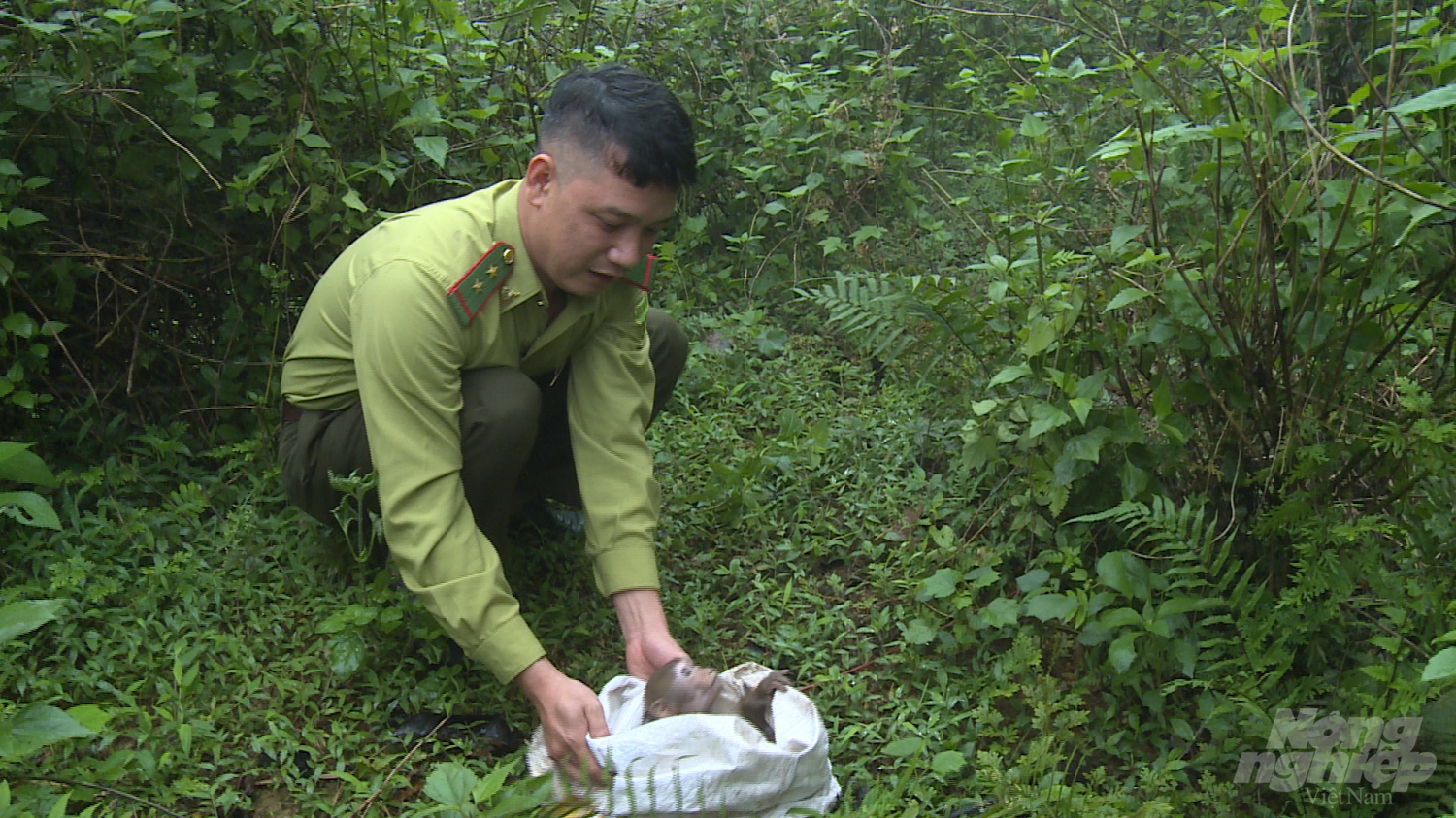 Kiểm lâm huyện Na Hang đang thả cá thể khỉ vàng về rừng tự nhiên. Ảnh: Thái Sơn.