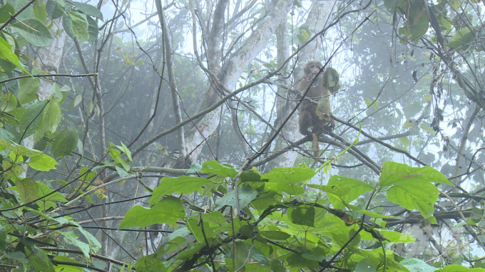 Sau khi được thả tự do, chú khỉ vàng đã nhanh chóng leo cây về với tự nhiên. Ảnh: Thái Sơn.