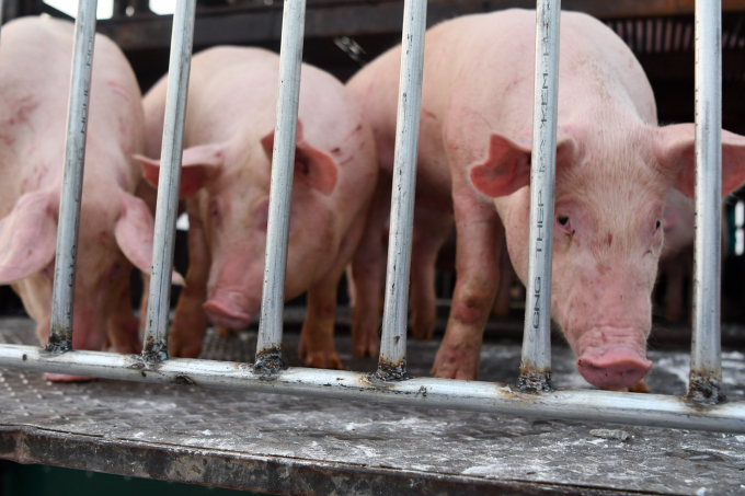 Các doanh nghiệp nhập khẩu lợn sống phải tuân thủ các quy định của pháp luật hiện hành về kiểm dịch nhập khẩu. Ảnh: VG.