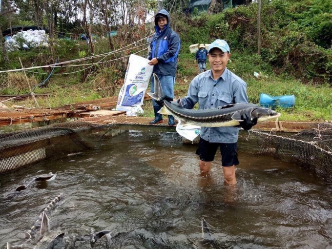 Cá tầm Nga nuôi trong lòng hồ Thủy Điện Vĩnh Sơn (huyện Vĩnh Thạnh, Bình Định). Ảnh: Vũ Đình Thung.