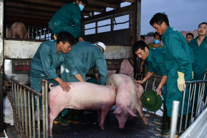 Lô lợn giống đầu tiên nhập khẩu từ Thái Lan về Việt Nam hôm 13/5/2020. Ảnh: VG.