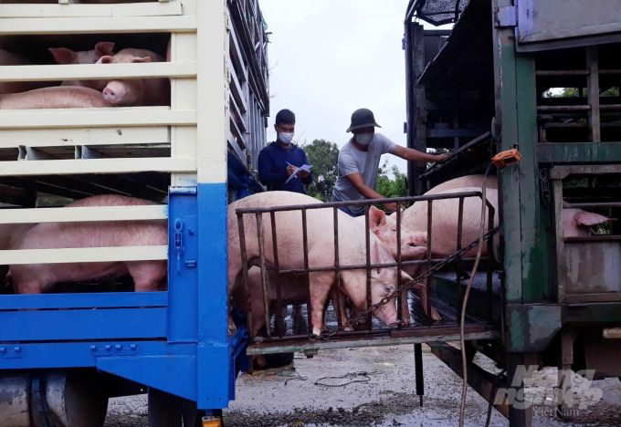 Nhập khẩu lợn sống về Việt Nam. Ảnh: Công Điền.
