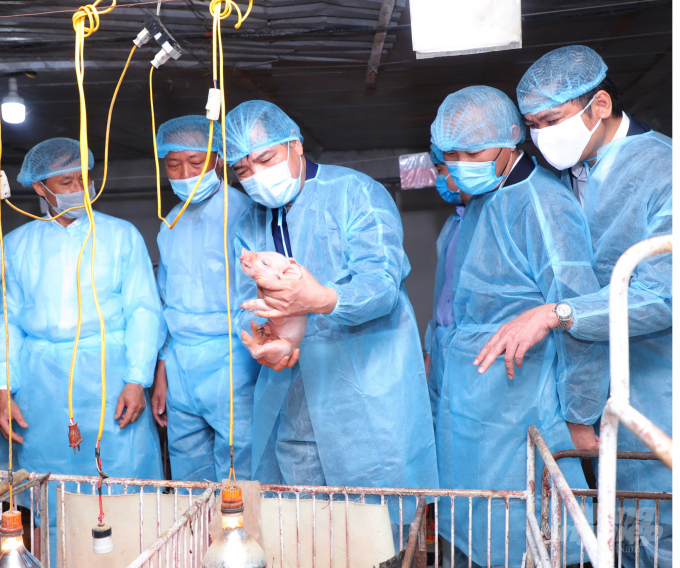 Bộ trưởng Bộ NN-PTNT Nguyễn Xuân Cường (giữa) kiểm tra công tác tái đàn tại trại lợn của ông Nguyễn Văn Thành tại xã Tân Thành, huyện Yên Thành, Nghệ An. Ảnh: BNA.