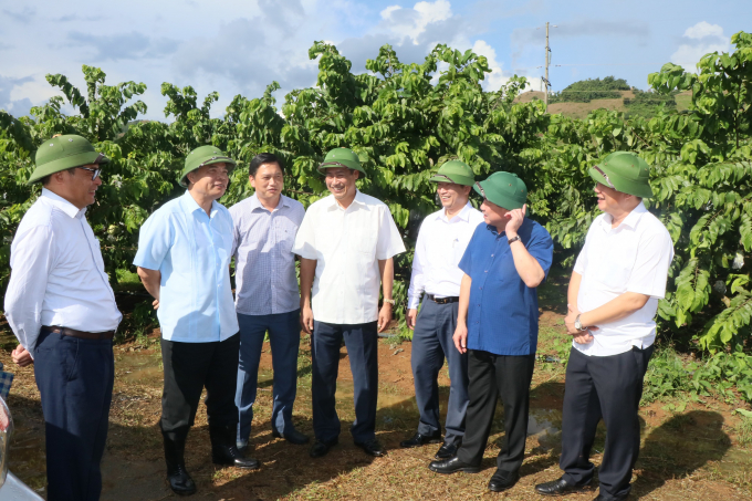 Bộ trưởng Nguyễn Xuân Cường (thứ 2 từ trái sang) cùng lãnh đạo Bộ NN-PTNT và tỉnh Sơn La thăm mô hình cây ăn quả tại Sơn La. Ảnh: Nguyễn Yến.