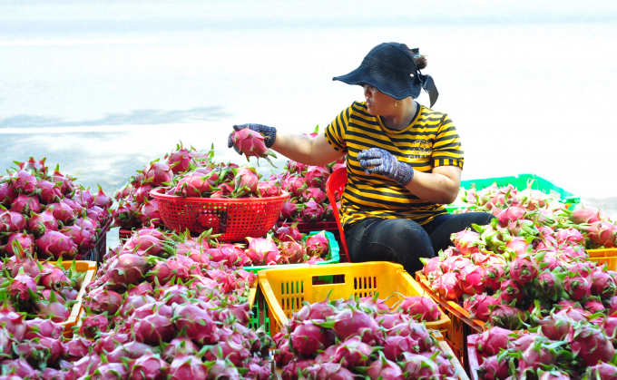 Thanh long là một trong 4 loại trái cây Việt Nam đã được cấp phép xuất khẩu chính ngạch sang Thái Lan. Ảnh: Minh Hậu.