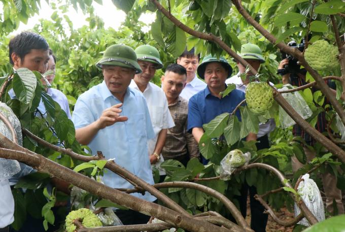 Bộ trưởng NN-PTNT Nguyễn Xuân Cường thăm vùng na nguyên liệu tại huyện Mai Sơn, Sơn La hôm 30/9. Ảnh: Nguyễn Yến.