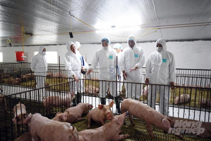 Khống chế dịch tả lợn Châu Phi, đẩy mạnh tái đàn đã giúp nguồn cung và giá thịt lợn ổn định trở lại. Trong ảnh: Lãnh đạo Bộ NN-PTNT kiểm tra công tác tái đàn lợn tại Hải Phòng. Ảnh: Tùng Đinh.