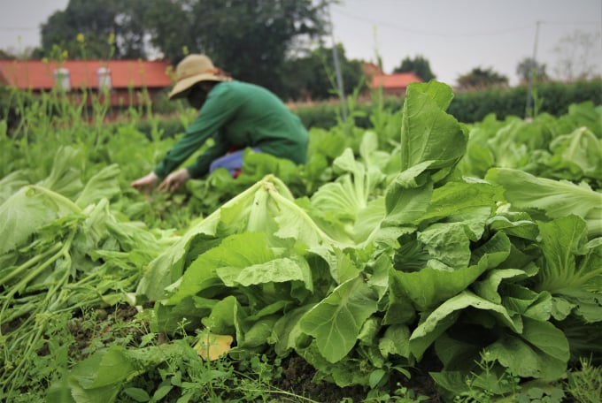 Năm nay, người dân trồng rau ở xã Tráng Việt (huyện Mê Linh, Hà Nội) gặp khó khăn do dịch Covid-19. Ảnh: Phạm Hiếu.
