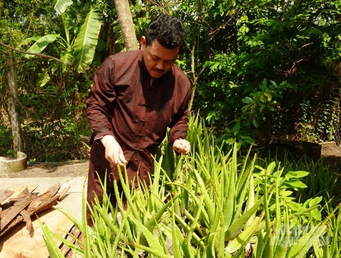 Ông  Võ Hoàng Yên chăm sóc vườn thuốc nam ở Tánh Linh, Bình Thuận. Ảnh: HT.