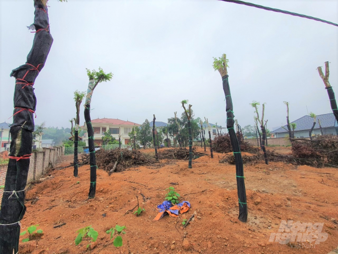Ồ ạt trồng cây, xây nhà trái phép tại phường Liên Bảo, Thành phố Vĩnh Yên. Ảnh: Hoàng Anh.