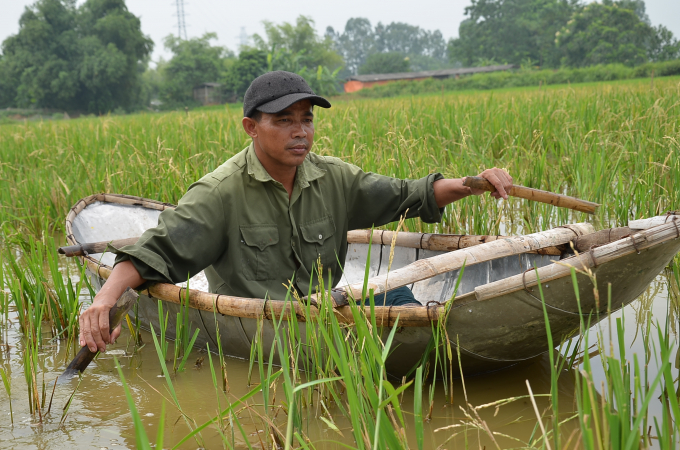 Người đàn ông đi thuyền trên thửa ruộng bỏ hoang, mọc toàn lúa chét ở tỉnh Vĩnh Phúc. Ảnh: Dương Đình Tường.