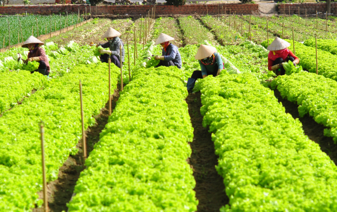 Người trồng rau ở Lâm Đồng hiện gặp khó khăn tiêu thụ về TP. HCM. Ảnh: Minh Hậu.