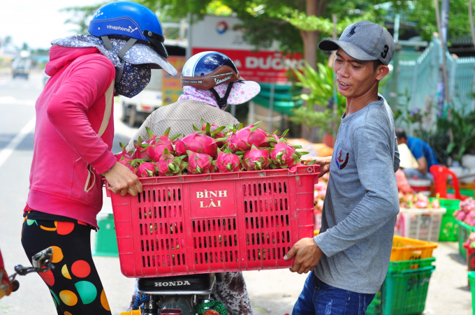 Thu hoạch thanh long. Ảnh có tính chất minh họa.