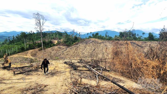 Khu vực rừng tự nhiên thuộc thôn 5, xã Phước Hiệp (huyện Phước Sơn, tỉnh Quảng Nam) bị tàn phá. Ảnh: L.K.