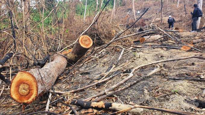 Một số thân gỗ đã được cưa thành khúc nhưng chưa được đưa ra khỏi rừng. Ảnh: L.K.