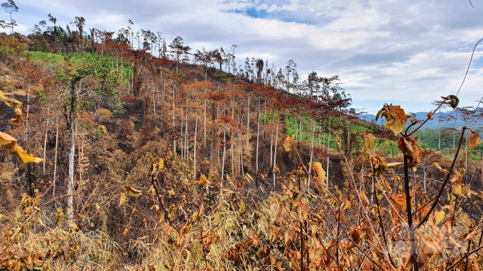 Nhiều khu vực rừng tự nhiên bị đốt phá, cây cối khô héo. Ảnh: L.K.
