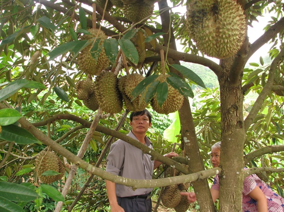 Dak Lak durian price increases day by day. Photo: DL.