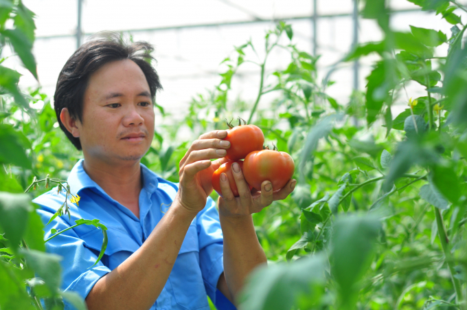 Sản xuất cà chua công nghệ cao ở Hợp tác xã An Phú (Đức Trọng, Lâm Đồng). Ảnh: Minh Hậu