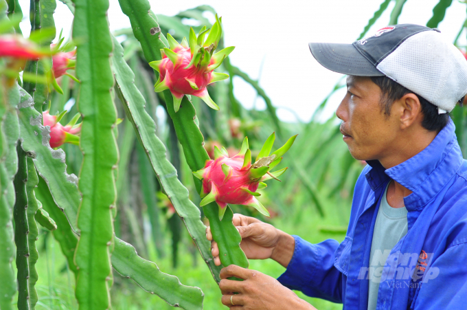 Many kinds of agricultural products are connected and consumed through The 970 Agricultural Connection Forum. Photo: Minh Hau.