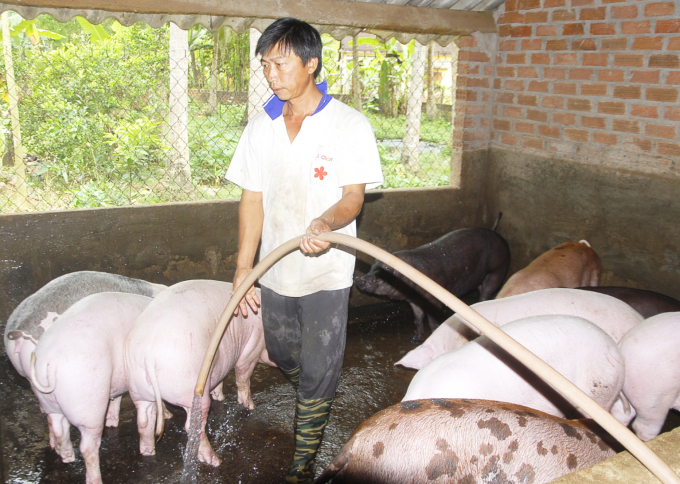 Giá lợn hiện nay dù đã nhích lên nhưng người chăn nuôi vẫn còn gặp nhiều khó khăn. Ảnh: Vũ Đình Thung.
