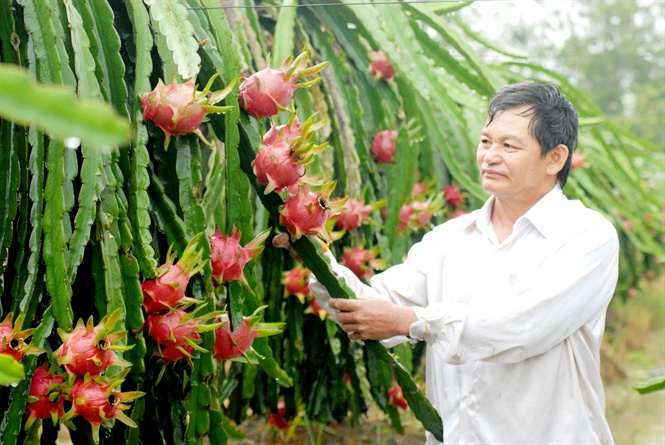 Thanh long là một trong những nông sản tiêu biểu của tỉnh Long An. Ảnh: MS.