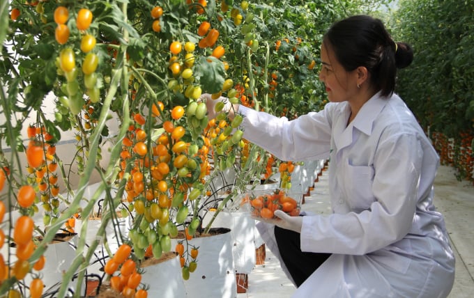 Nông sản Việt là cam kết của ngành nông nghiệp quyết hướng tới giá trị xanh từ những tiềm năng xanh, chuyển đổi xanh, tiêu dùng xanh, kinh tế xanh... Ảnh: Minh Hậu.