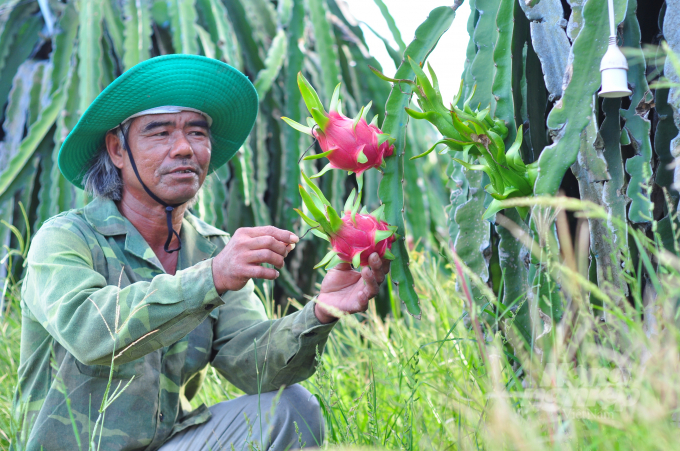 The nation has around 300,000 tons of dragon fruits that need to be consumed in the first three months of 2022. Photo: Minh Hau. 