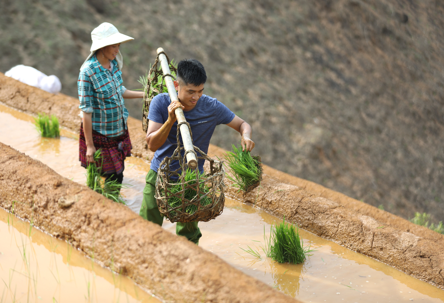 Cán bộ địa phương và lực lượng Công an xã Phong Dụ Thượng ra đồng hỗ trợ nhân dân gieo cấy. Ảnh: Thanh Miền.