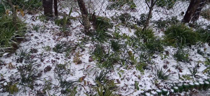 Tuyết rơi phủ trắng mặt đất và cây cỏ.