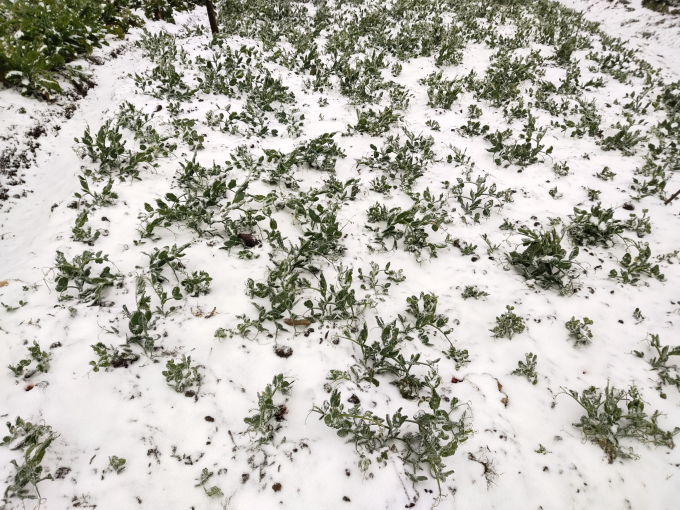 Tuyết rơi đẹp nhưng gây thiệt hại cho sản xuất nông nghiệp vì hoa màu bị ủ trong tuyết sẽ bị chết.