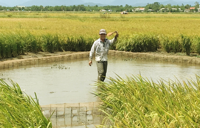 Canh tác lúa hữu cơ mang lại môi trường sạch cho những cánh đồng. Ảnh: D.L