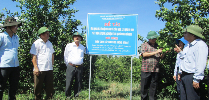 Mô hình trồng cam hữu cơ đem lại hiệu quả cao ở vùng đồi K4, xã Hải Phú, huyện Hải Lăng. Ảnh H.G