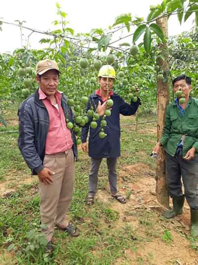 Chanh leo trên vùng miền núi Hướng Hóa. Ảnh: CĐ.