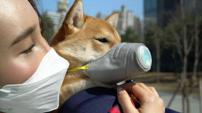 Chủ nhân một con chó cố đeo chiếc khẩu trang để phòng dịch cho cún cưng. Ảnh BBC.