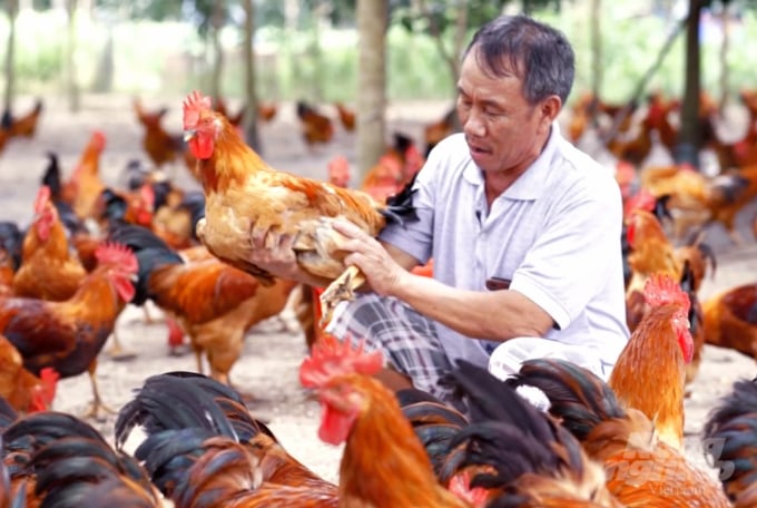Ông Nguyễn Năng Lân, chủ trang trại gà khủng ở Tây Ninh. Ảnh: Hồng Thủy.