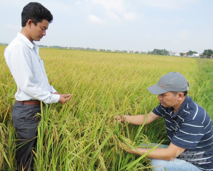 Ông Đặng Ngọc Thắng, Giám đốc HTX Dịch vụ nông nghiệp Tuy Lộc (bên trái) kiểm tra mô hình liên kết sản xuất chuỗi giá trị lúa, gạo với Công ty Giống cây trồng Quảng Bình. Ảnh: Tâm Phùng.
