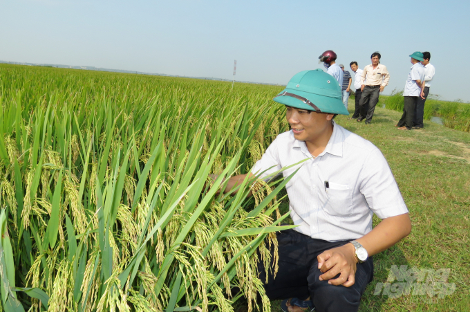 Giống lúa mới PN 99 ước năng suất 75 tạ/ha trên cánh đồng xã Lộc Thủy. Ảnh: Tâm Phùng.